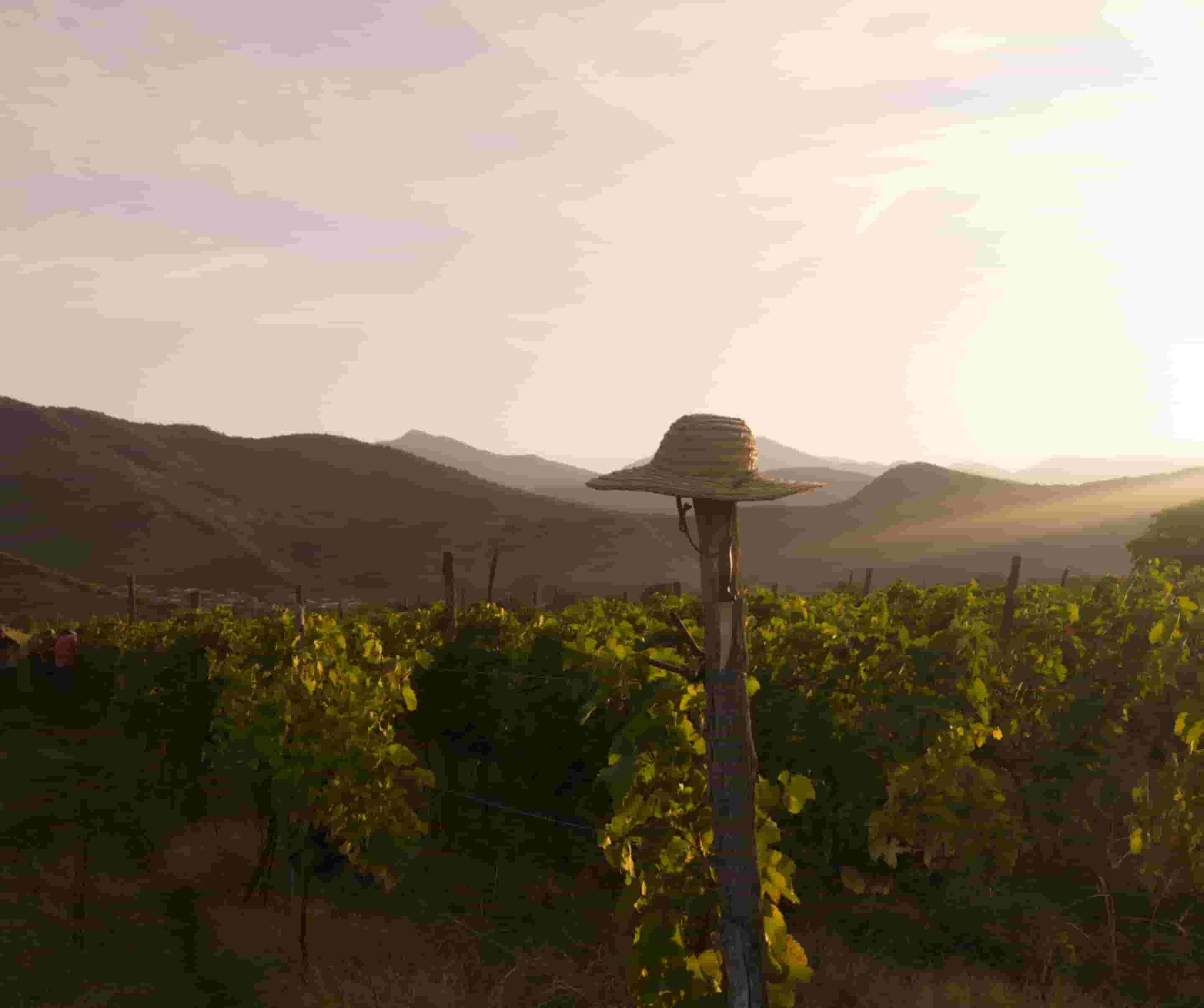 Wine Therapy Experience